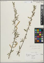 Foto von Salix linearifolia E. L. Wolf
